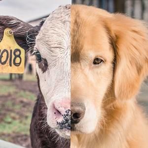 Meet your Posher, Eugeniu